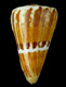 Click to see a larger version of this image (Conus riosi  Petuch, 1986 Primary Type Image)